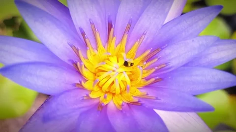 Bees looking for nectar on pink lotus flowers Stock Footage 278774079