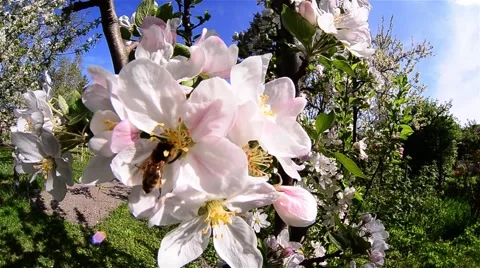 Bees looking for pollen from flowers apple orchard in the backyard Stock Footage 60780469