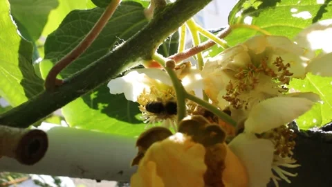 Bees looking for pollen in kiwi tree leaves Stock Footage 246241832