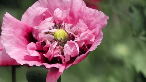 Bees loving the pollen and nectar of the pink double poppy Video stock 337695001