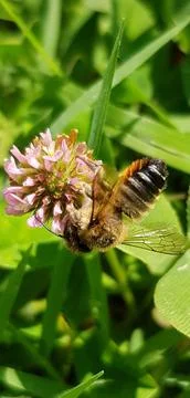 Bee's lunch Stock Photos