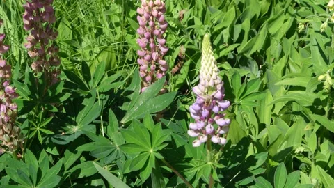 Bees on lupin flower Stock Footage 157301581