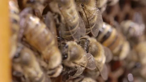 Bees macro close up honey drones Stock Footage 161913029