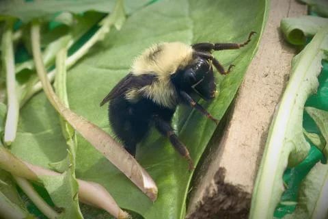 Bees macro closeup green leaf pollination environment Stock Photos