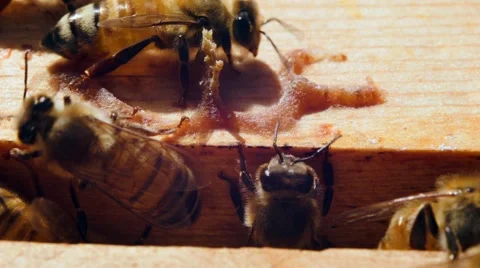 Bees made ​​a tree house 動画素材 40367003