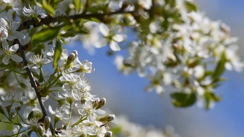Bees on mahaleb cherry flowers. Stock Footage 130048058