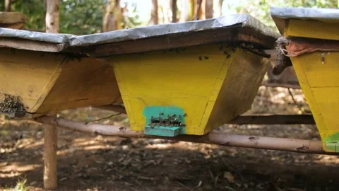 Bees make honey in a hive in the countryside, in Ethiopia Stock Footage 199652875