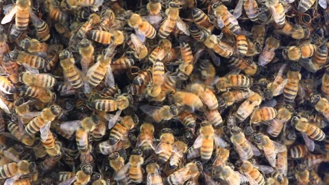 Bees making honey Stock Footage 98475323