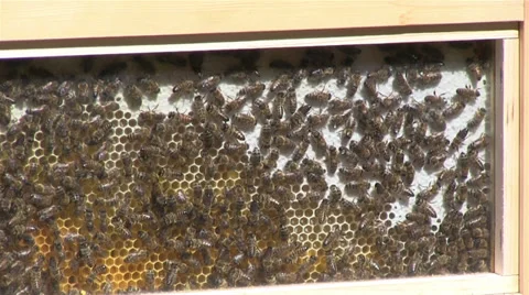 Bees making a honey in hive Stock Footage 39860952