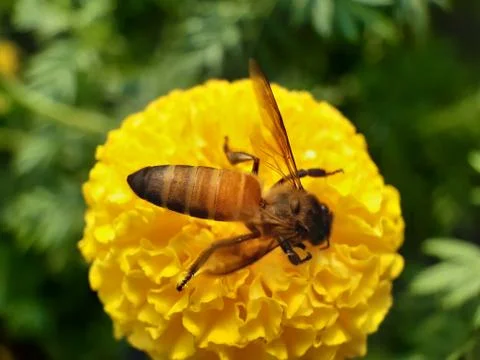 Bees on marigold flowers. Stock Photos