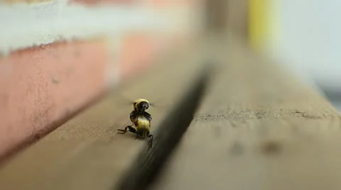 Bees Mating HD Stock Footage 11012321