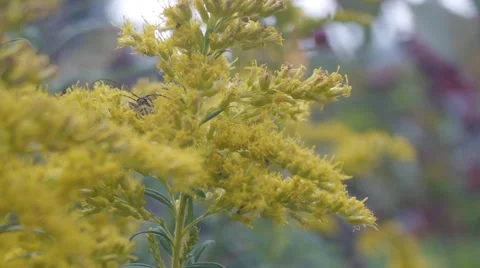 Bees Mating On Plant Stock Footage 41794248