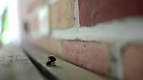 Bees Mating Rear View HD Stock Footage 11012320