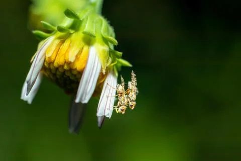 Bees mating on the side of a daisy flower Stock Photos