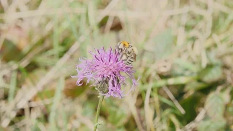 Bees mating on a thistle flower Stock Footage 162819448