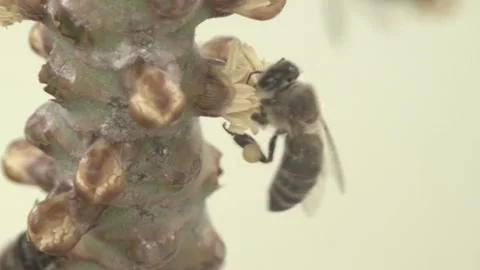 Bees on Mauritius Stock Footage 255590320