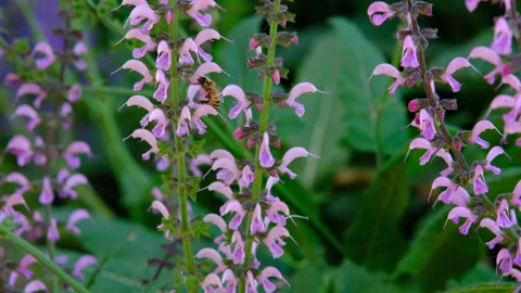 Bees on Meadow Sage flower Stock Footage 239879893