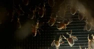 Bees On Metal Screen Background Stock Footage