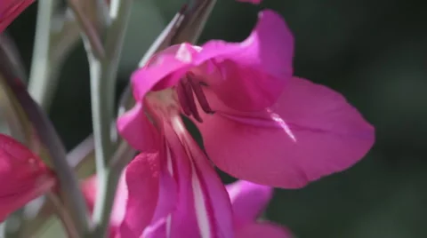 Bees Montage Stock Footage 5164794