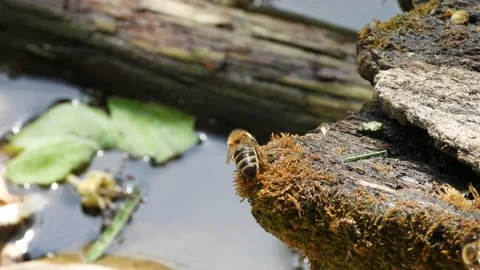 Bees on the moss above water Stock Footage 201873014