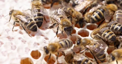 Bees move between hexagonal cells filled with golden honey Stock Footage 321574580