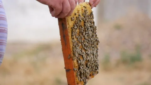 Bees Move on the Honey Frame with Honeycombs Stock Footage 135498130