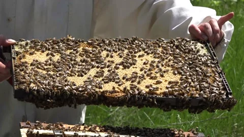 Bees moving about on a frame at a bee farm apiary Stock Footage 132175021