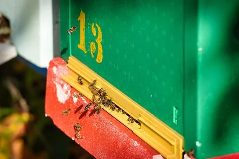 Bees moving in and out of their box Stock Photos