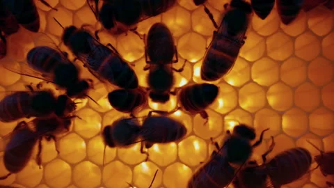 Bees moving inside yellow honeycomb, within hive. Natural pollination and teamwo Stock Footage 337674601