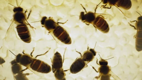 Bees moving inside yellow honeycomb, within hive. Natural pollination and teamwo Stock Footage 337674605