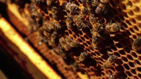 Bees Moving Round Hive Vídeos de archivo 202591773