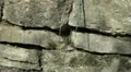 Bees at a natural Stone Wall 140624 HD Footage