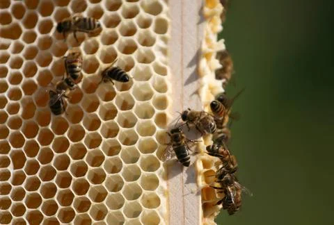 Bees, nature, macro, hive, insects, bugs, flying, honey, community, nectar,.. Stock Photos