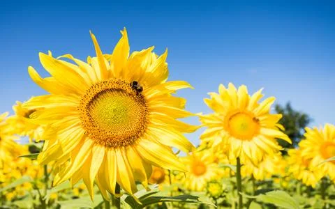 Bees navigating between sunflowers Stock Photos