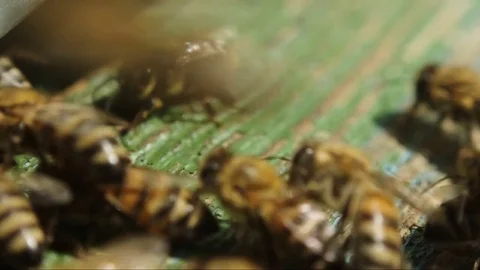 Bees near a beehive Close-Up Video stock 79574264