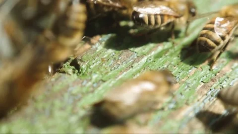 Bees near a beehive Close-Up 動画素材 79574672