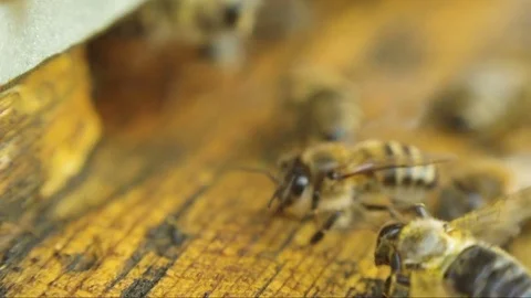 Bees near a beehive Close-Up Stockbeeldmateriaal 79575187
