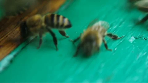 Bees near a beehive Close-Up Video stock 79575254