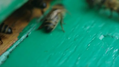 Bees near a beehive Close-Up Stock Footage 79575383