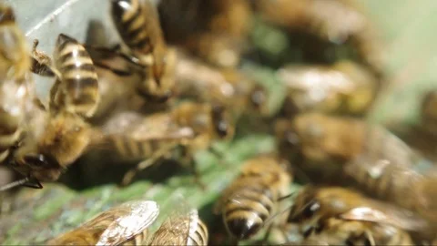 Bees near a beehive Close-Up Stockbeeldmateriaal 79575430