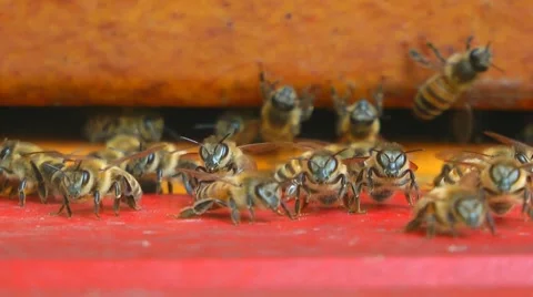 Bees near beehive Stock Footage 7760033