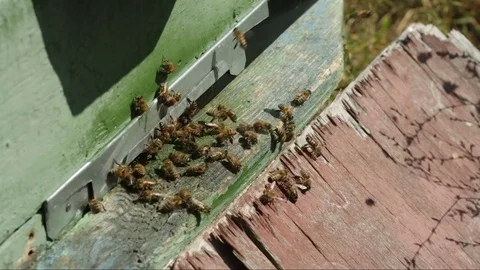 The Bees near beehive Video stock 79575094