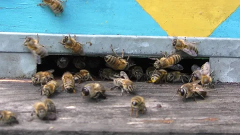Bees near the fly in the hive. Stock Footage 254350326