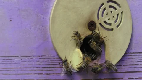 Bees near the fly in the hive. Stock Footage 254350329