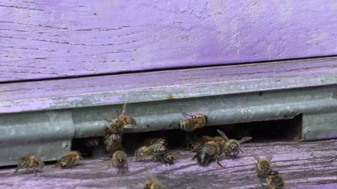Bees near the fly in the hive. Stock Footage 254350352