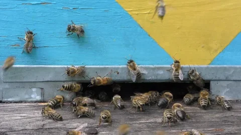 Bees near the fly in the hive. Stock Footage 265385445