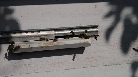 Bees near the hive Stock Footage 83209570