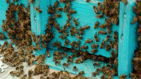 Bees near the hive Видео 158094856