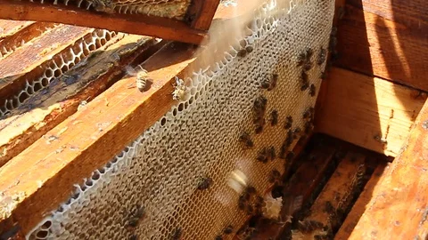 Bees near honeycombs Video stock 87435813