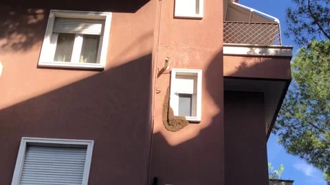 Bees nest in a building Stock Footage 143734112